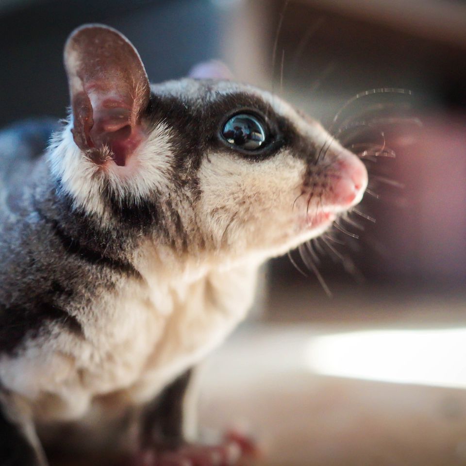 Sugar glider g4e03357ce 1920