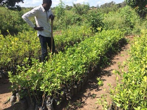 Orange trees