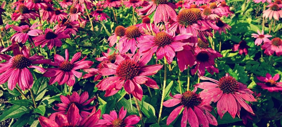 Cone flower e833b00928 1920
