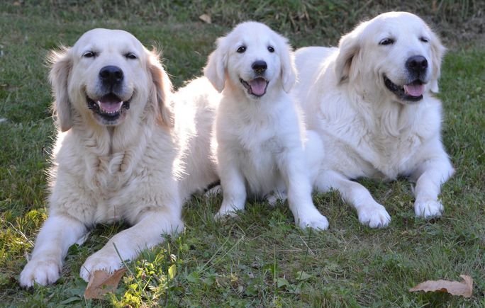Golden retriever 2645903 1920