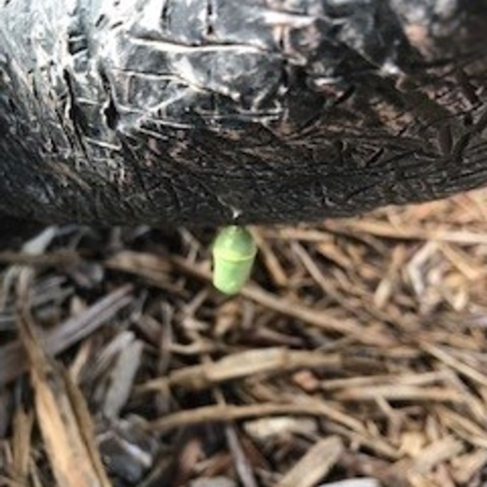 Cacoon
