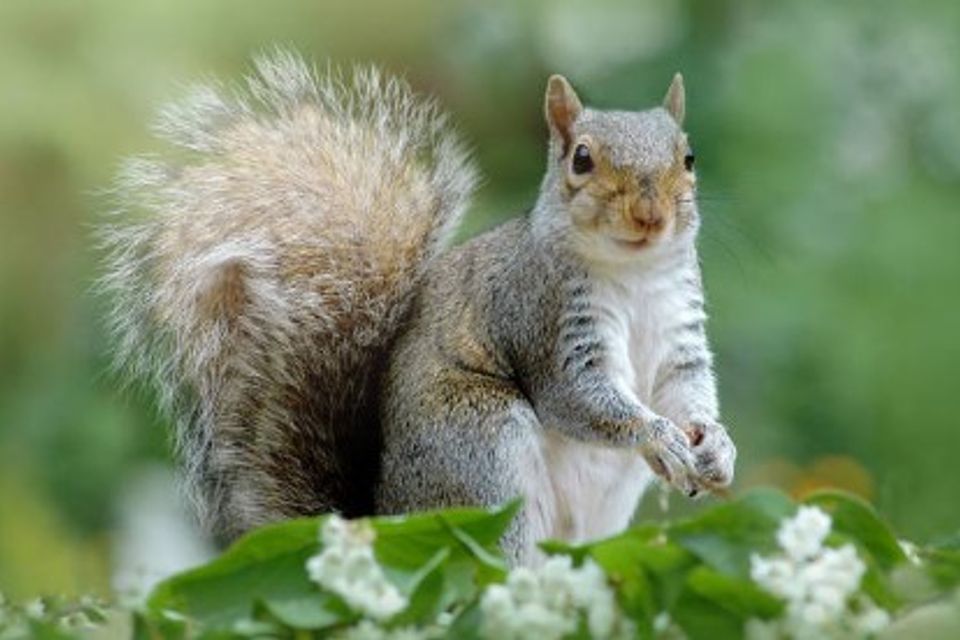 Long Island Wildlife Control opossum racoon squirrel bat bird capture