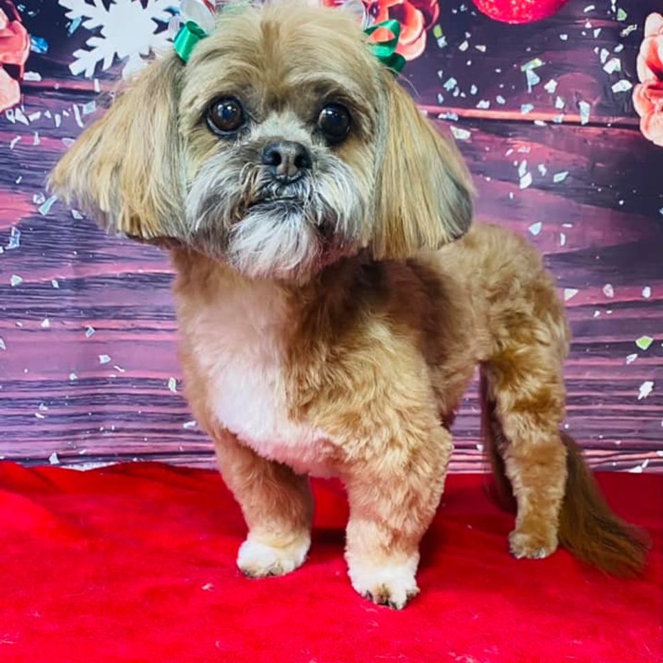 Tiny brown dog takes christmas holiday photo