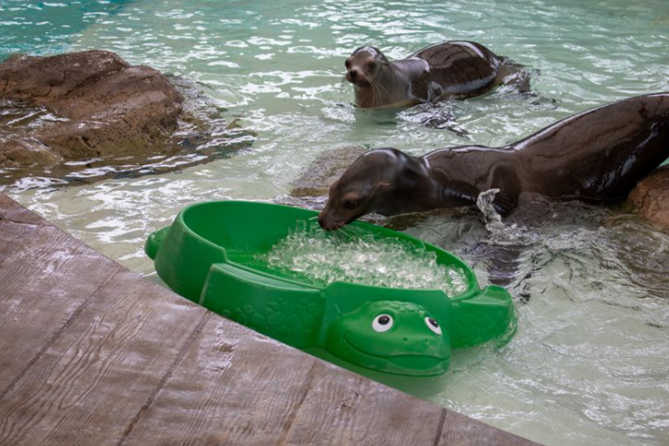 Sea lions