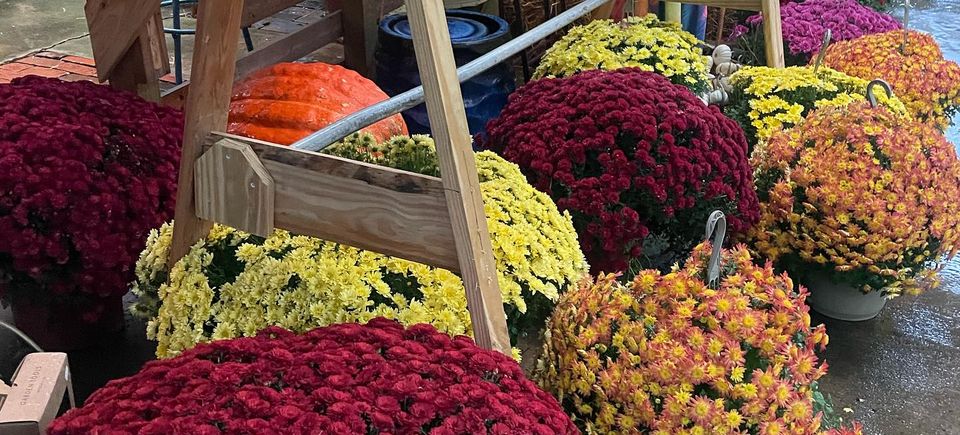 Hocottscolorful