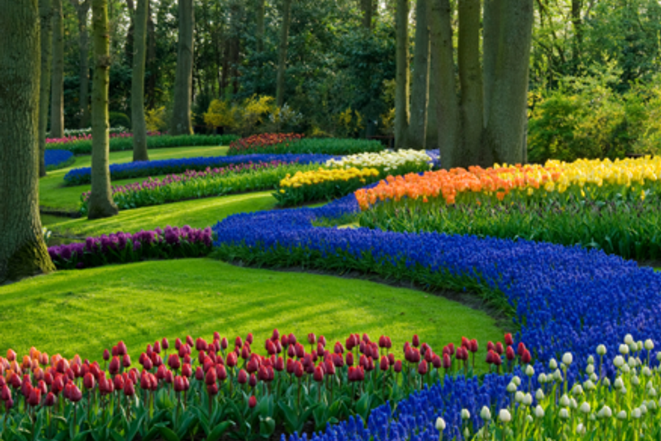 Blueflowers20160916 15921 1gzpbv3