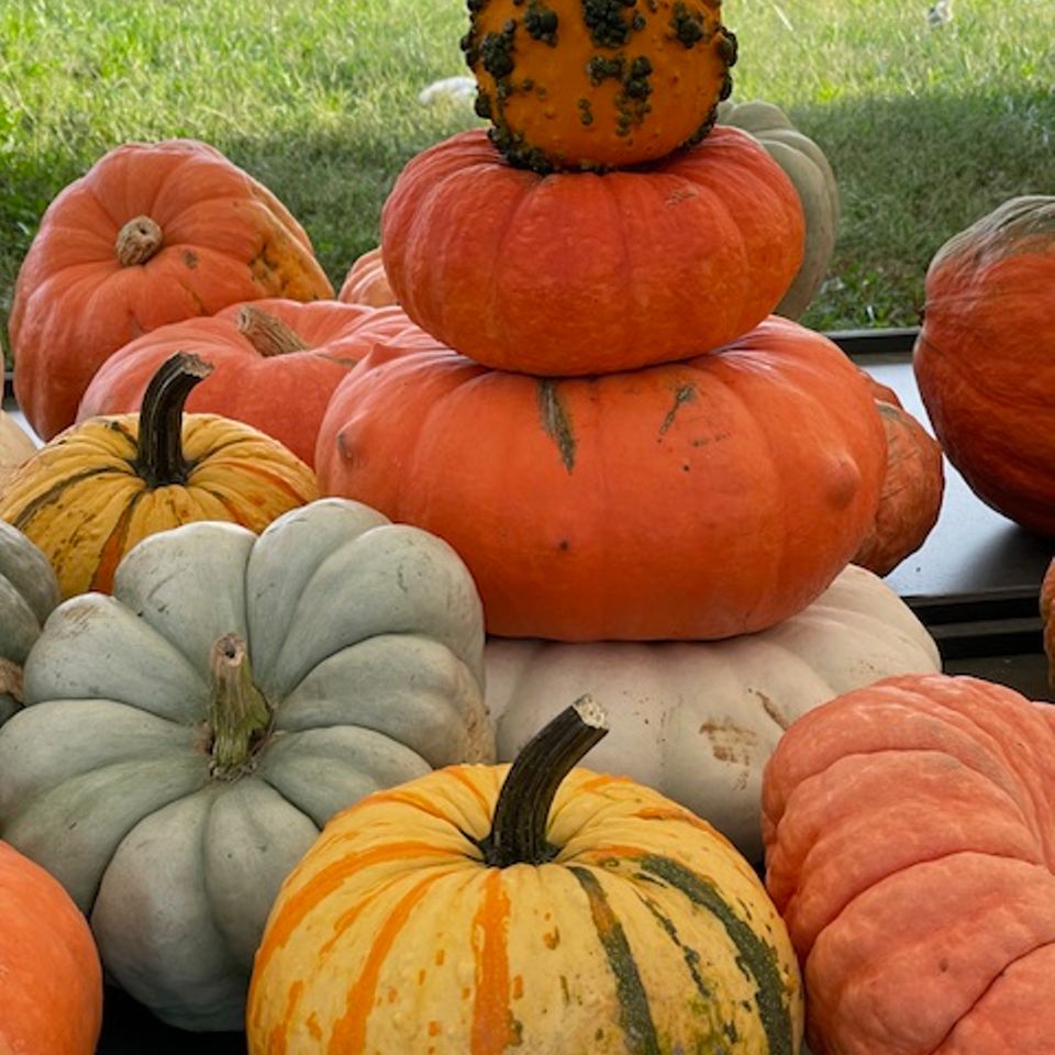 Unique pumpkins various colors at campbells farm