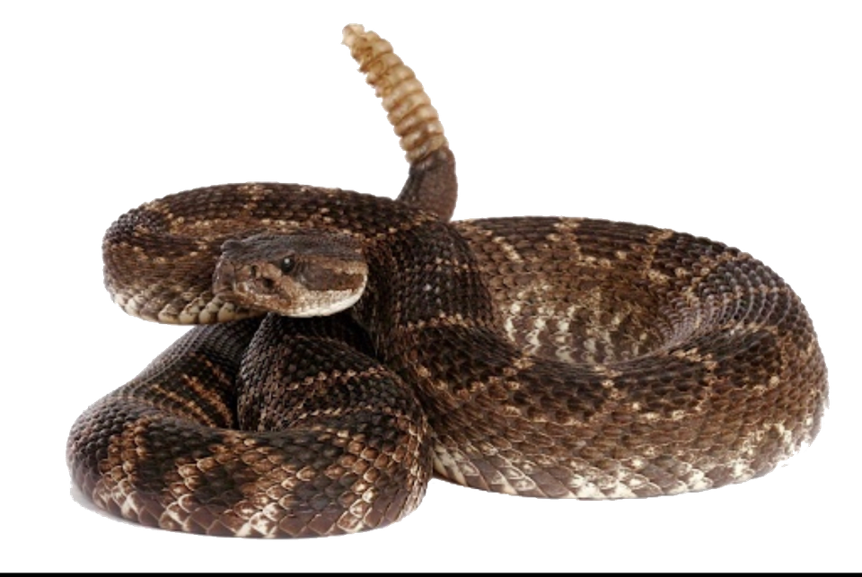 Rattlesnake