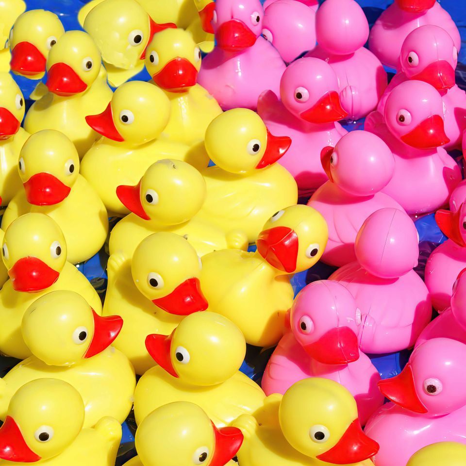 Ducks copy