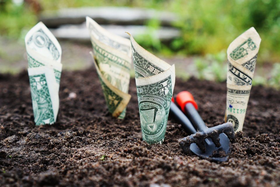 dollar bills growing out of dirt