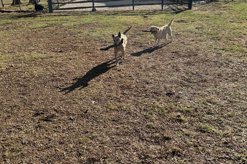 2 dogs w sticks