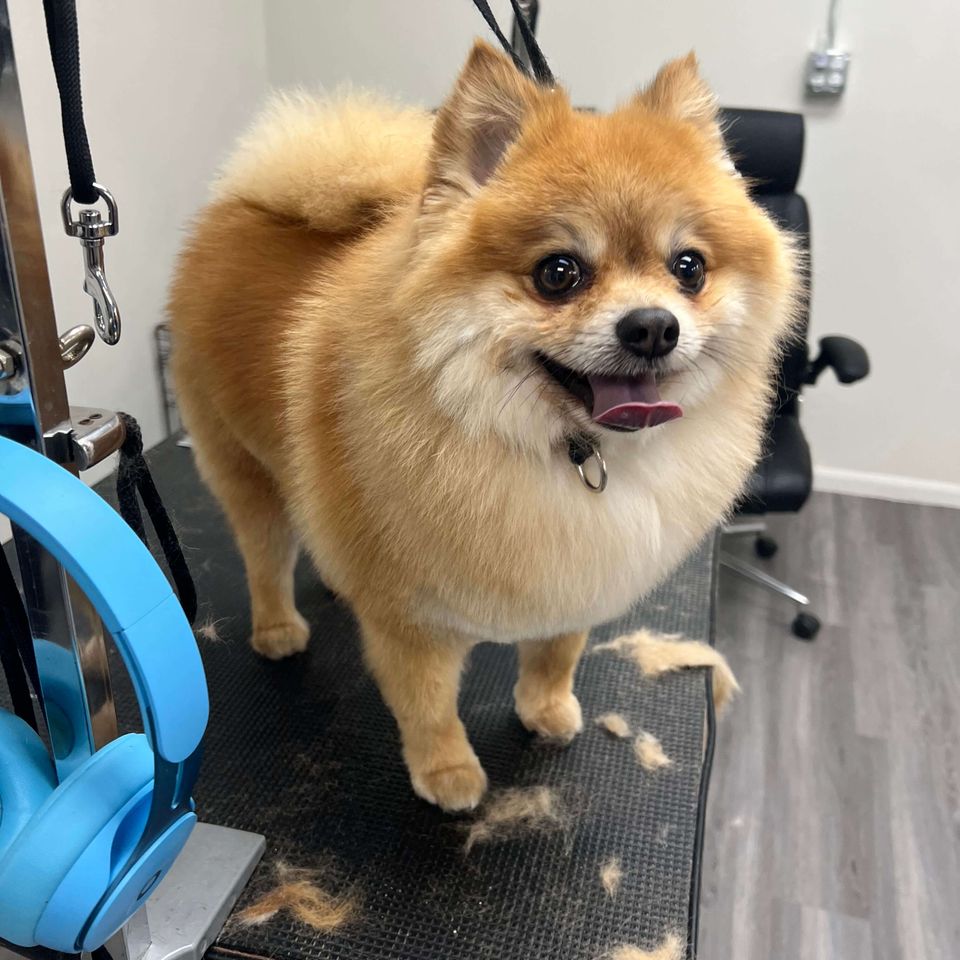 dog grooming services