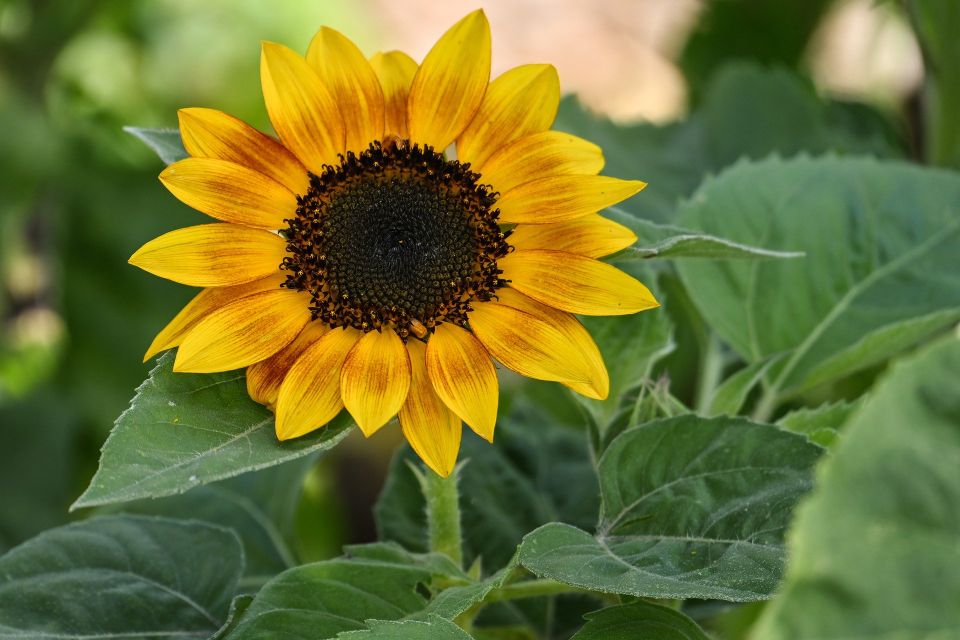 Sunflower g0975c6d6b 1920