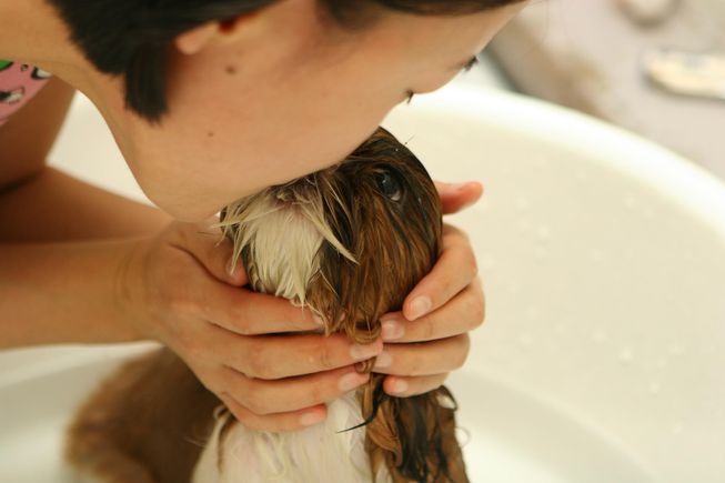 Dog g8f24071ea 1920