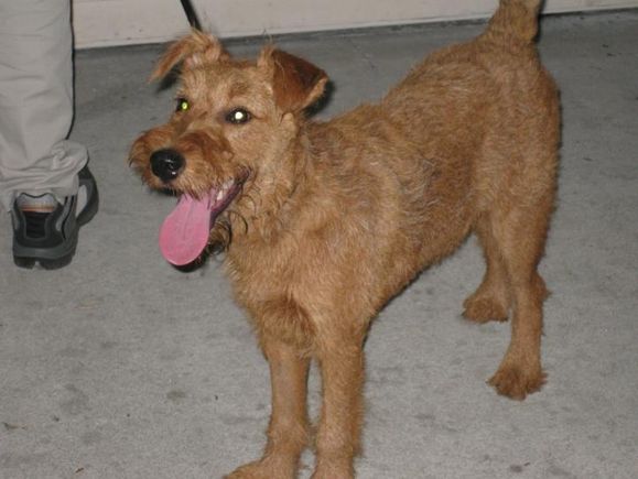Brown terrier
