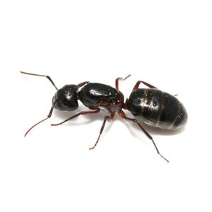 Carpenterant