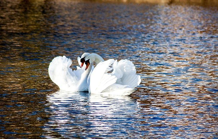 Swans