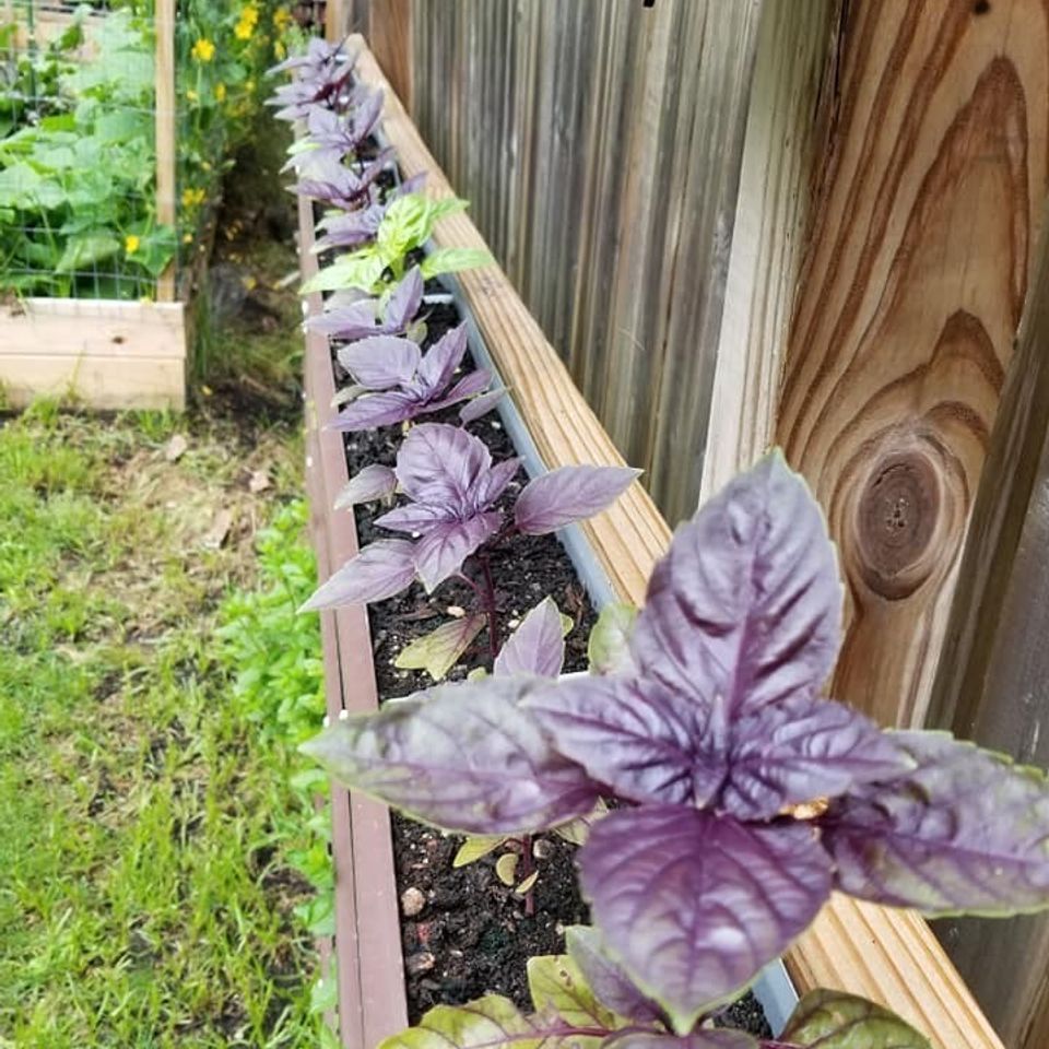 Purple basil