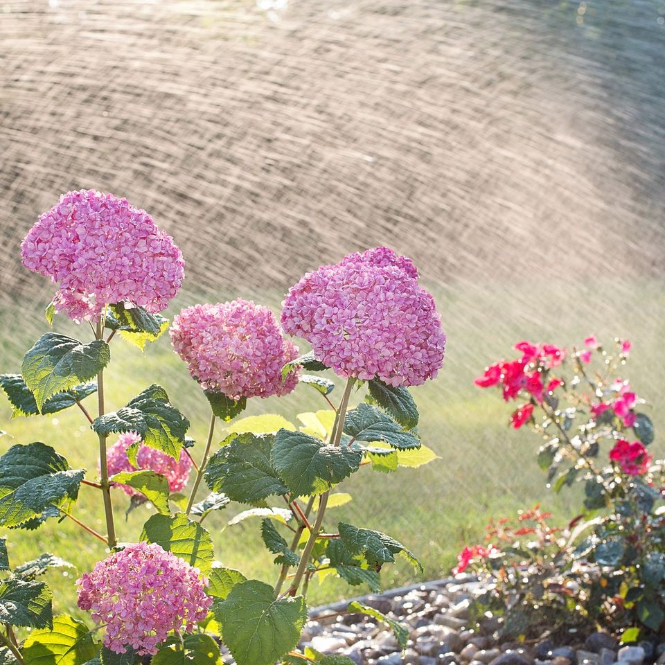 Hydrangeas g5660bd4d5 1920