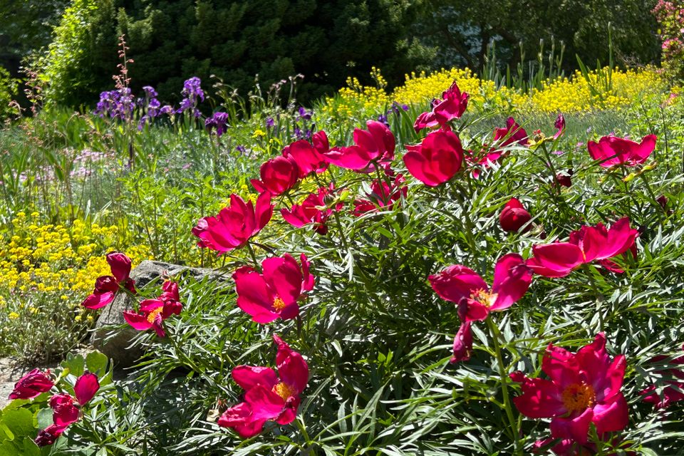 Carlisle garden
