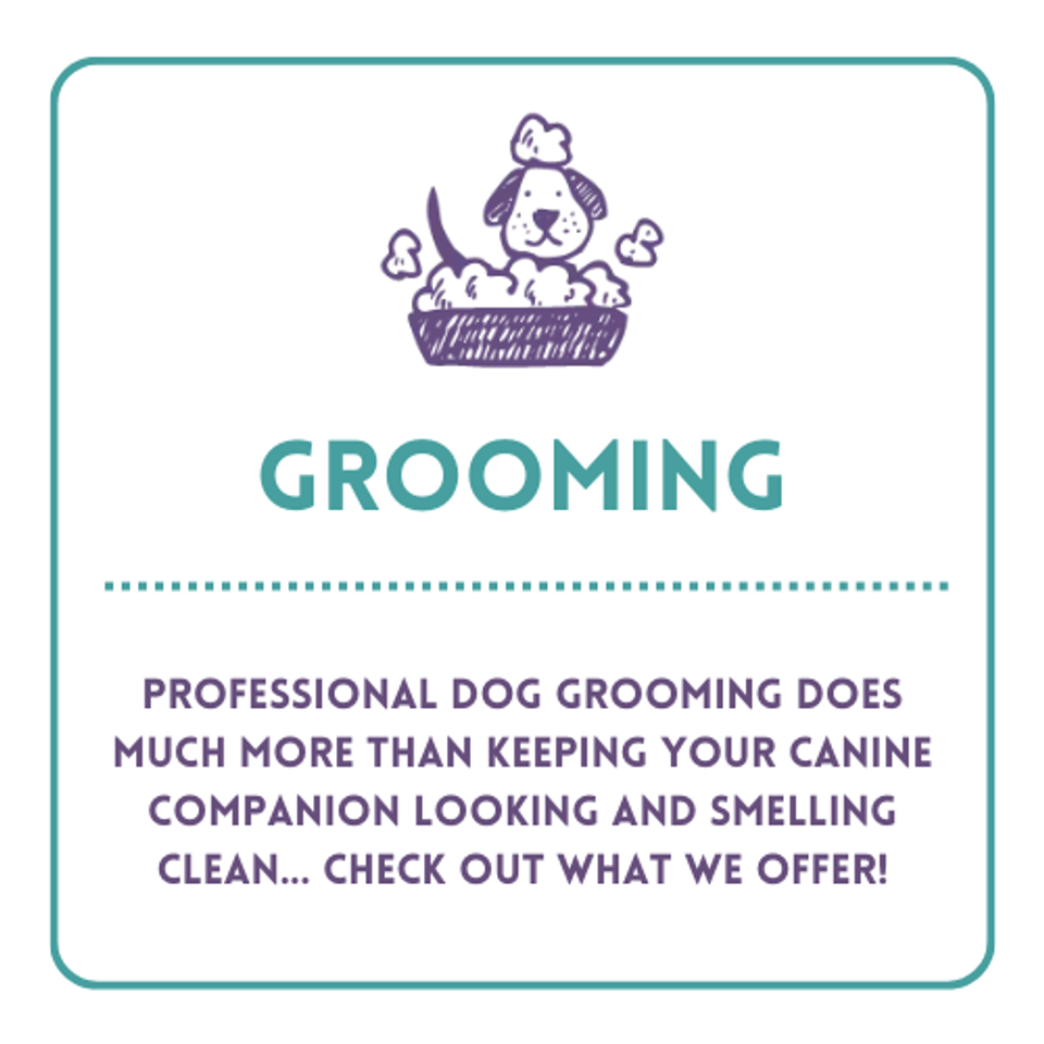 Doodle dog grooming box