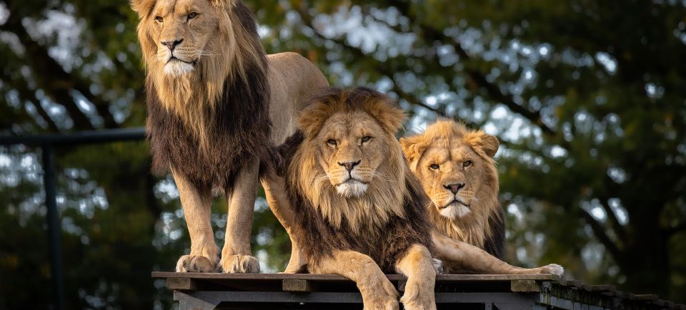 Lion gbb9e12859 1920