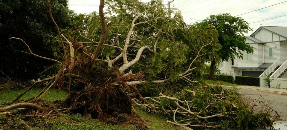 247 emergency tree service in Roseville, CA, showing a large fallen oak tree being safely removed from a residential roof after a wind storm.
