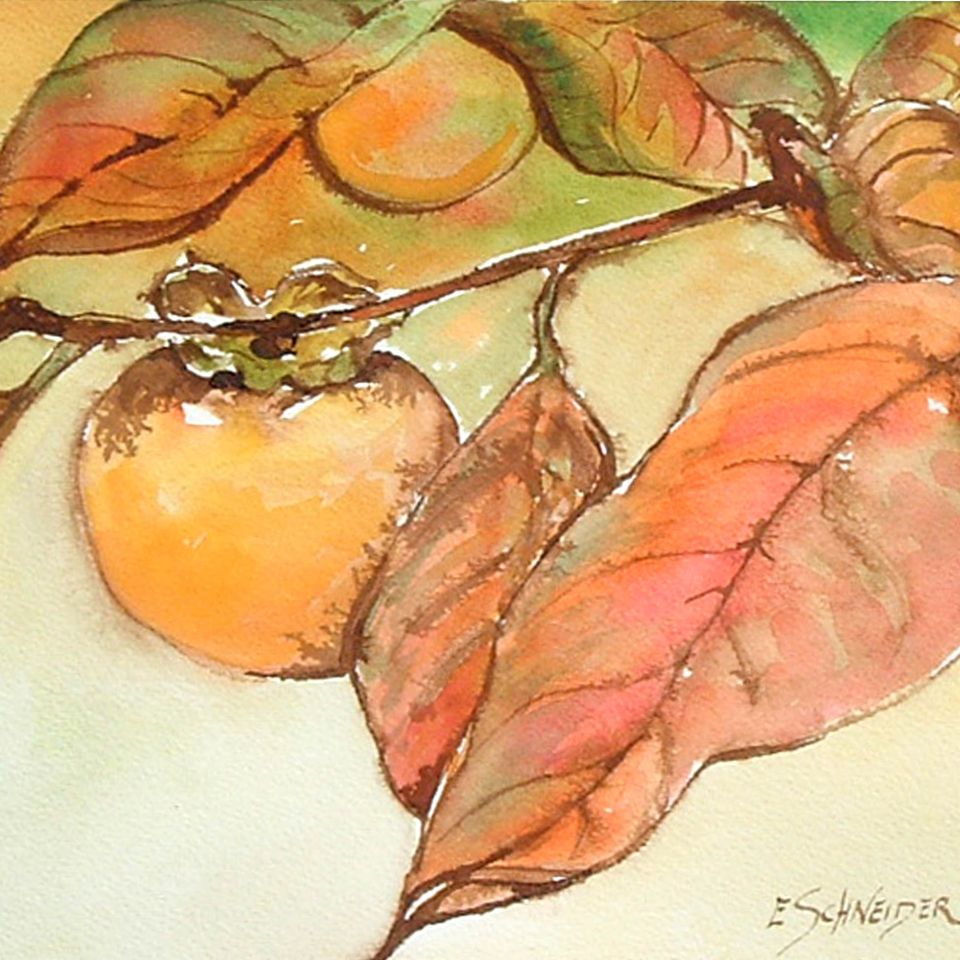 Persimmon