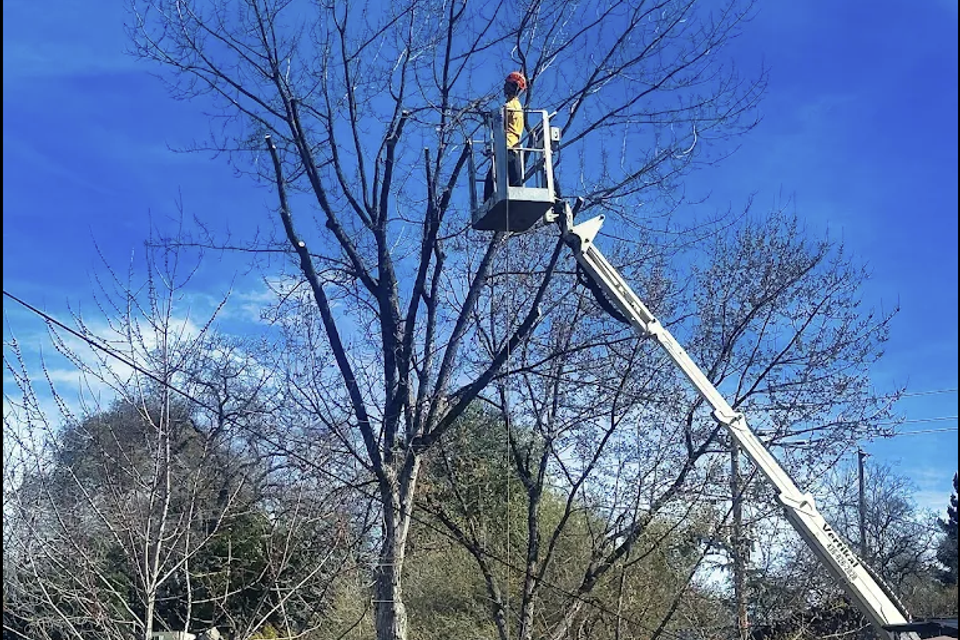Arborist Consultation Auburn CA