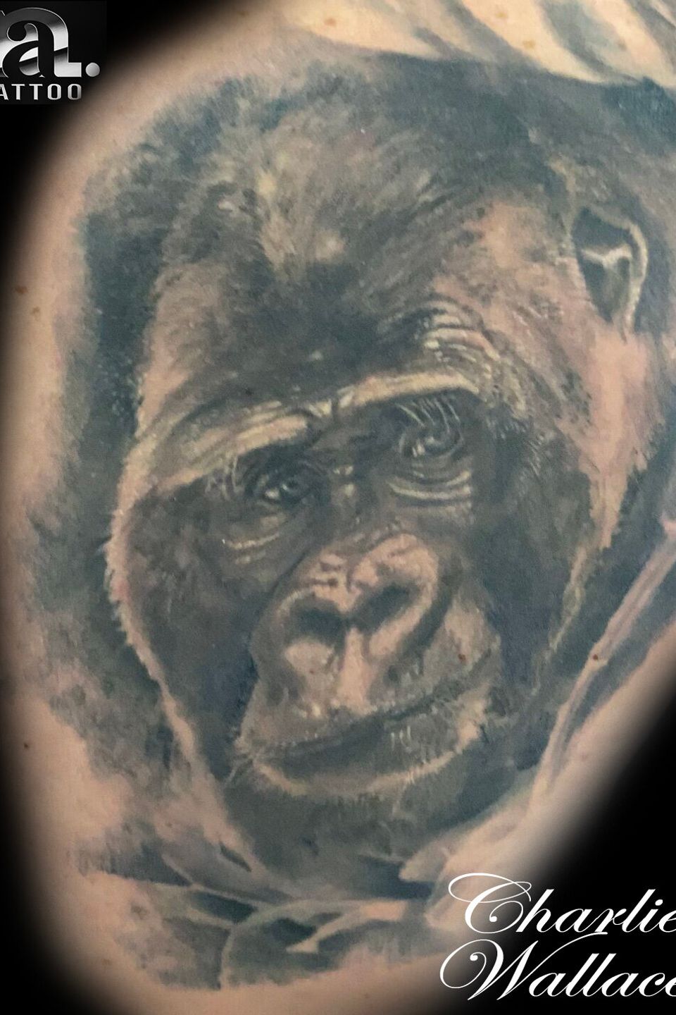 Charlie gorilla 