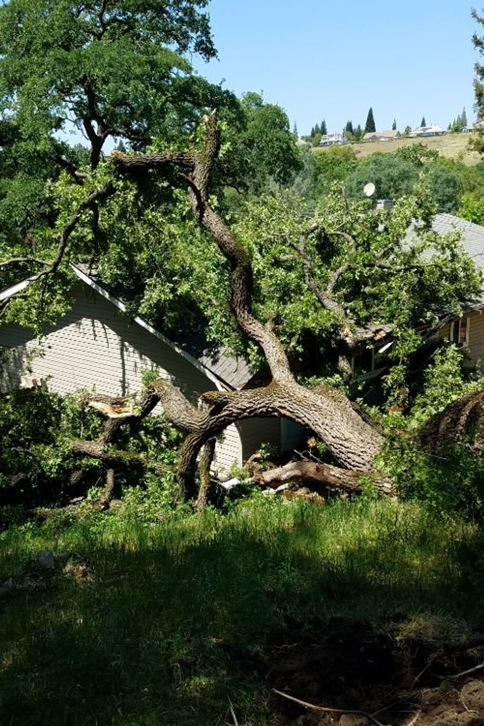 emergencey tree service placer county