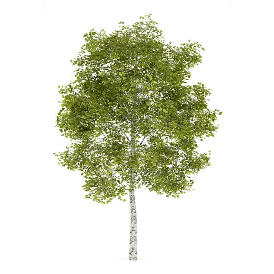 Birch