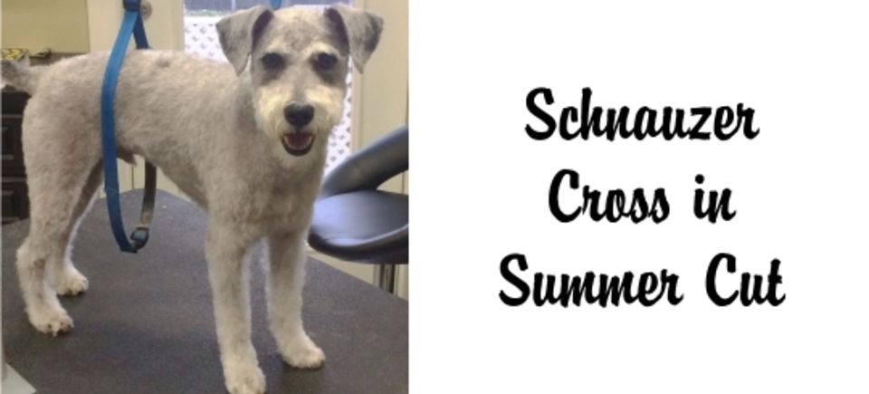 Faces   schnauser in summer cut20150623 16889 3debz2