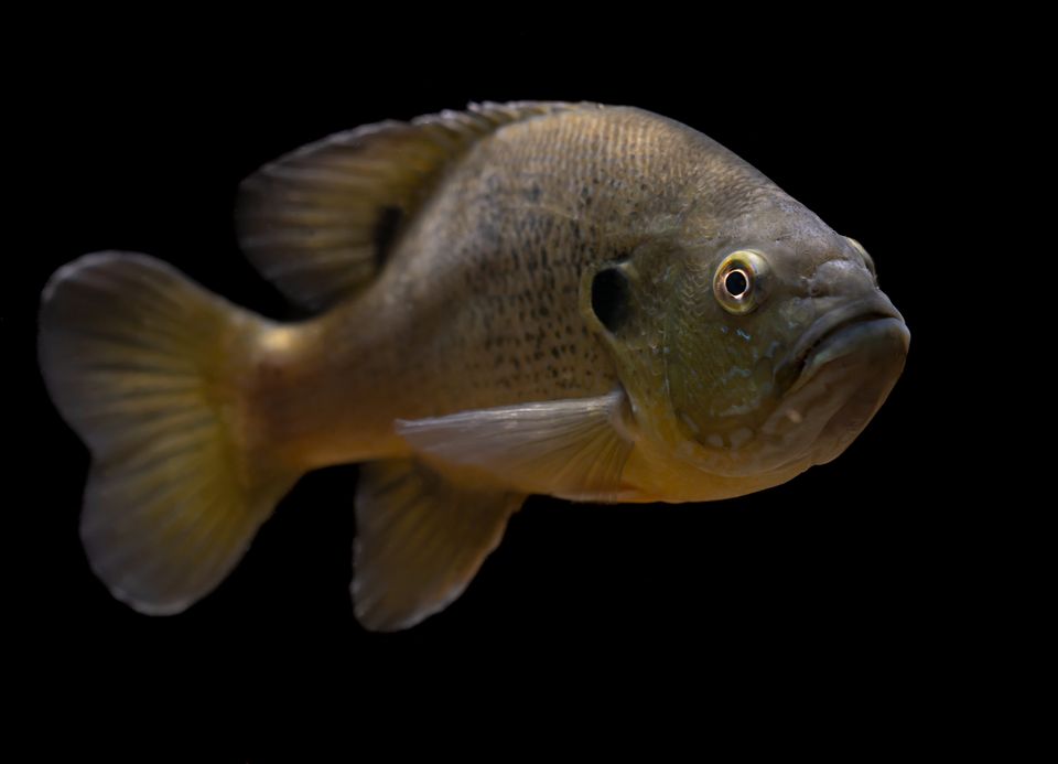 Green sunfish sam stukel dec 2021 1