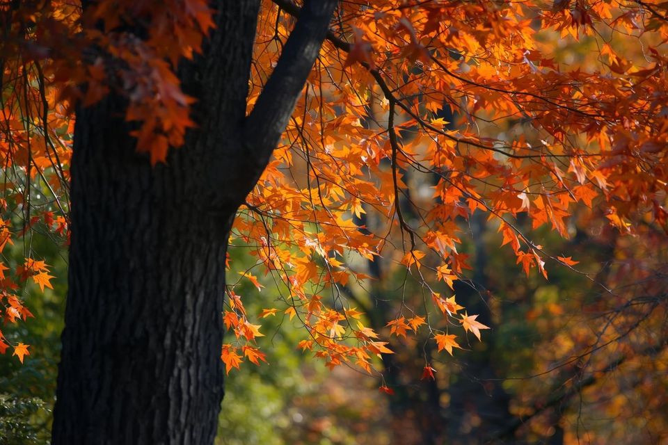 Wethersfield  ct trees