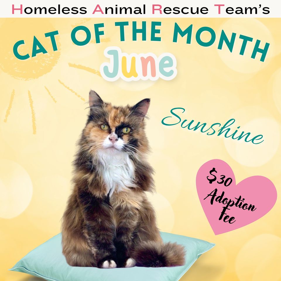  june cat of the month callie