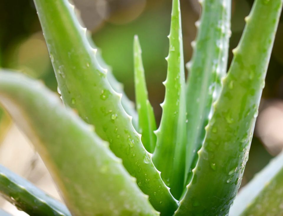 Aloe vera   what is it and why we love to use it