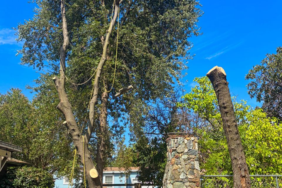 Emergency tree service in Auburn, CA, featuring a Lyons Tree Service technician using an aerial lift to safely remove storm-damaged branches hanging over a residential roof