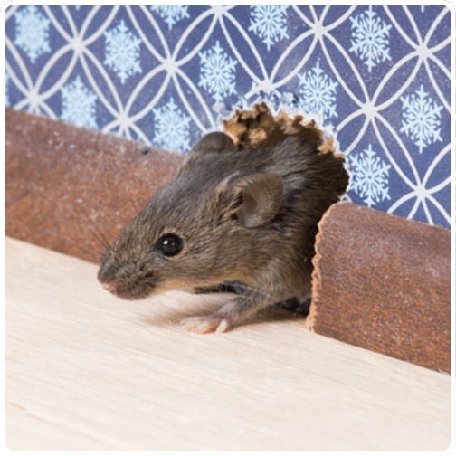 Wildlife mice