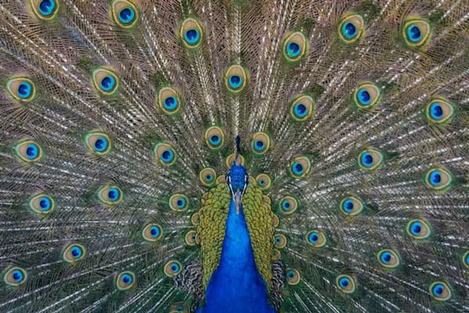 Peacock with their feathers outstretched 