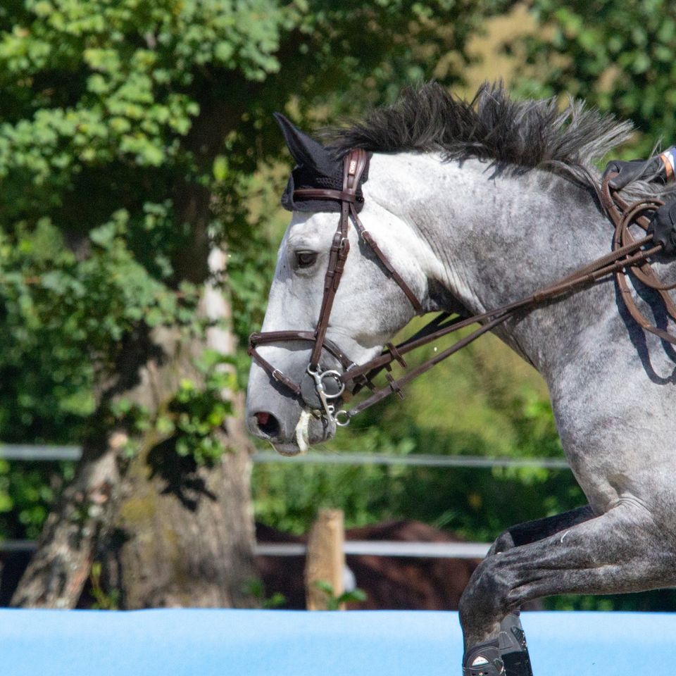 horse riding lessons