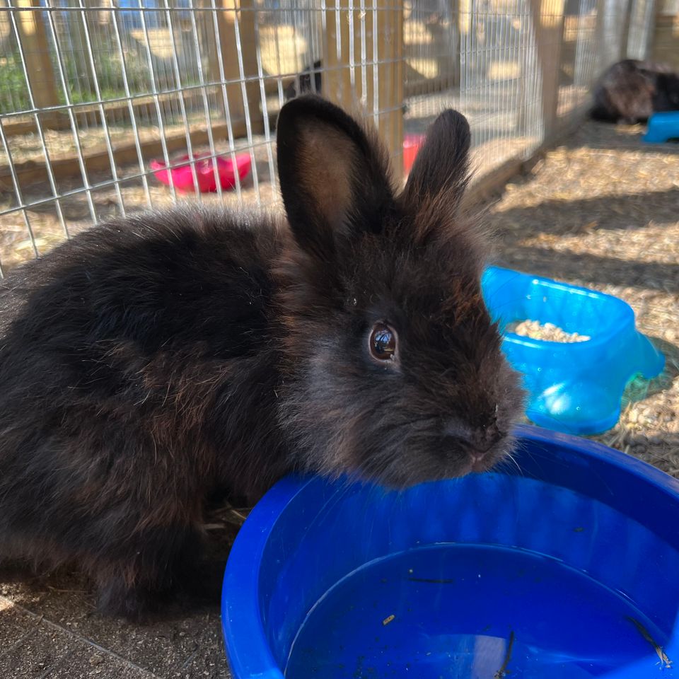 Lionhead 1