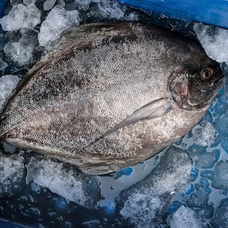Top view black pomfret fish kept ice container 729664 189