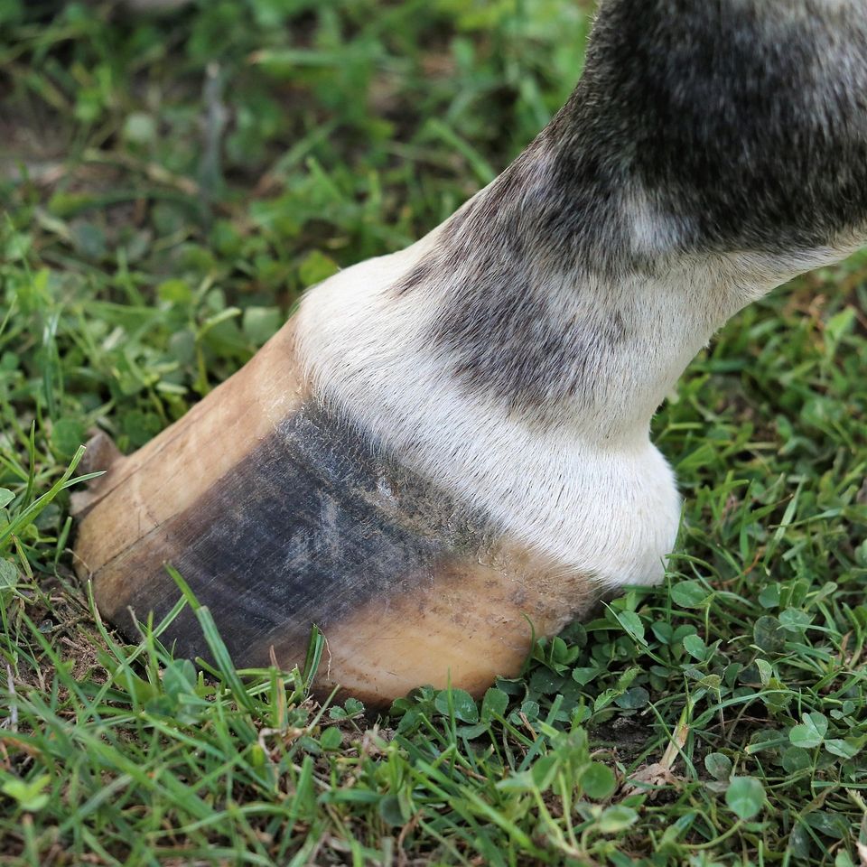 Goranh horse hoof g72a06959c 1920