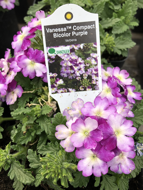 Verbena compact bicolor purple