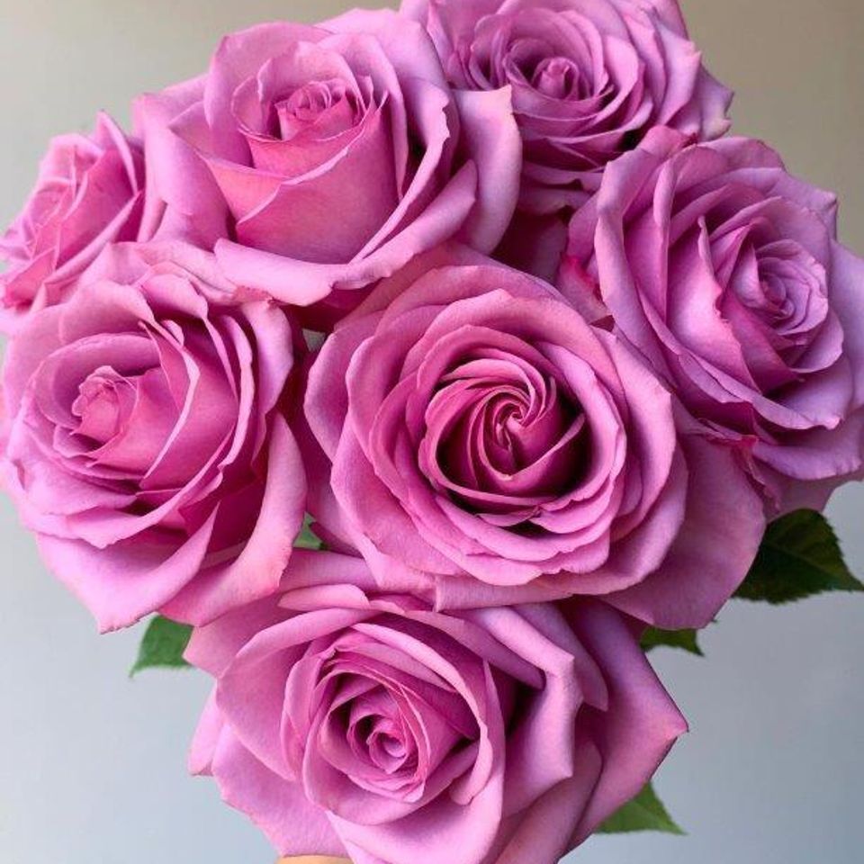 Pink rose