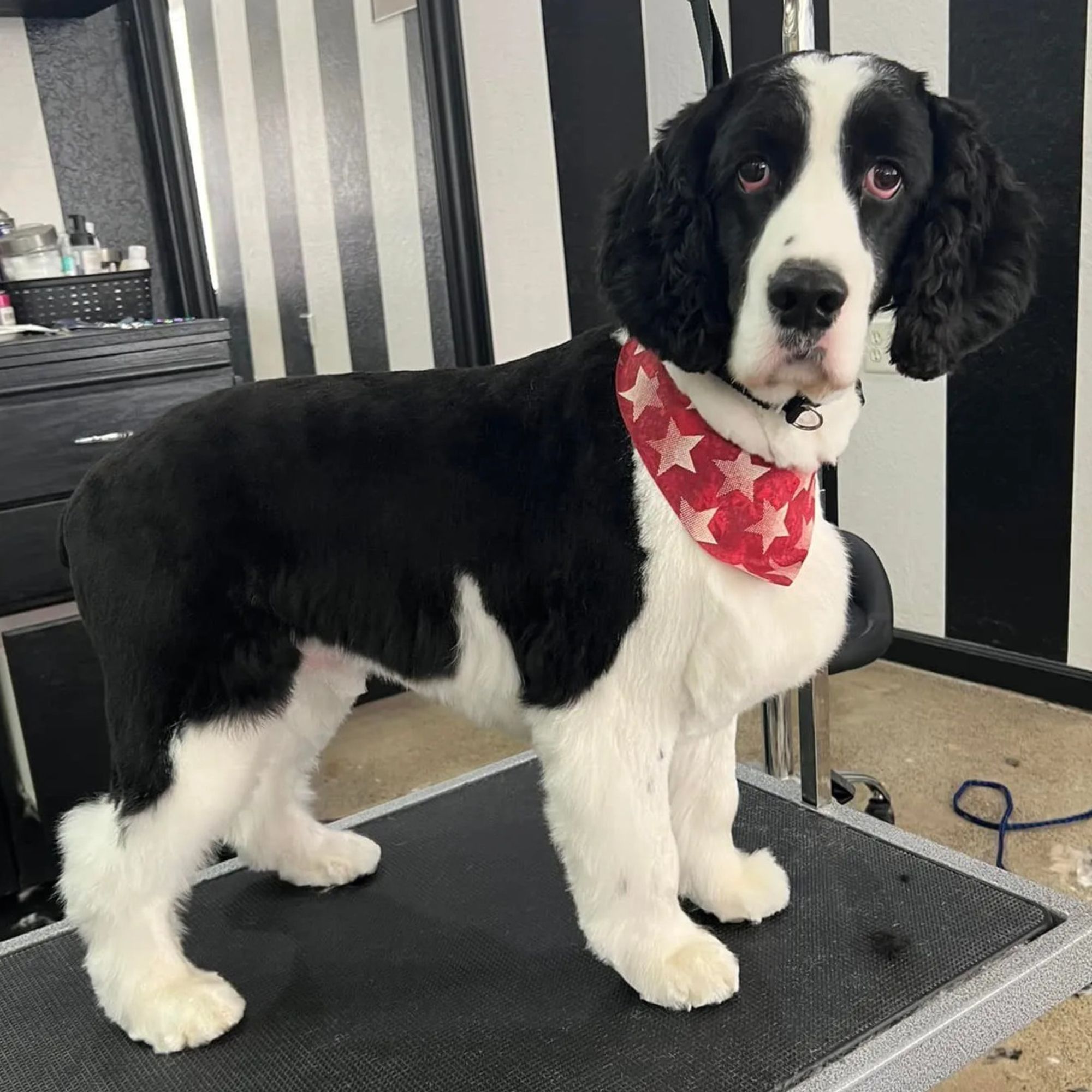 Above & Beyond Pet Grooming