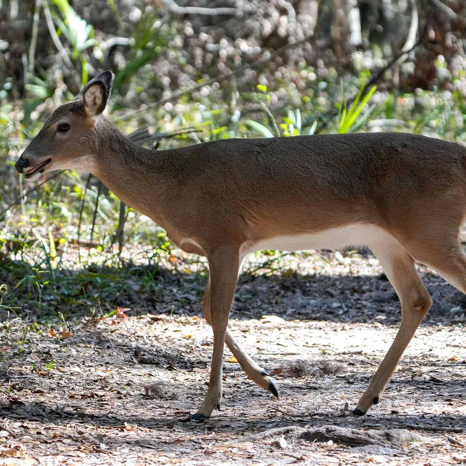 Deer walking website