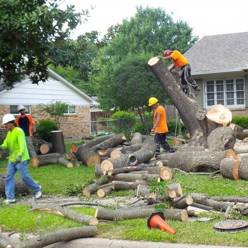 Tree chopping team