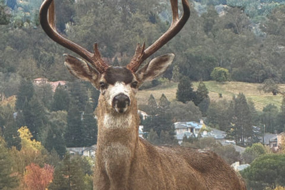 Wildlife photo 3 400x284